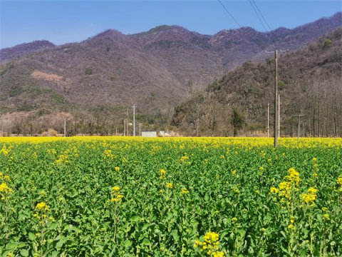 石台大演：油菜花开春意浓  画里山乡迎客来